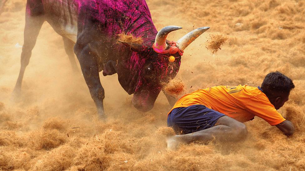 A bull about to attack a young contestant at a Jallikattu, Tamil Nadu (file photo)