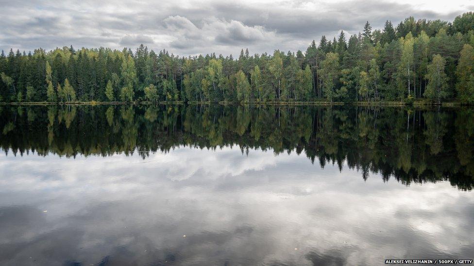 Forest in Estonia