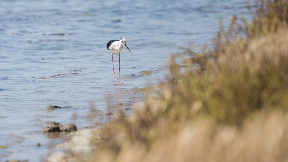 Black-winged stilts wading