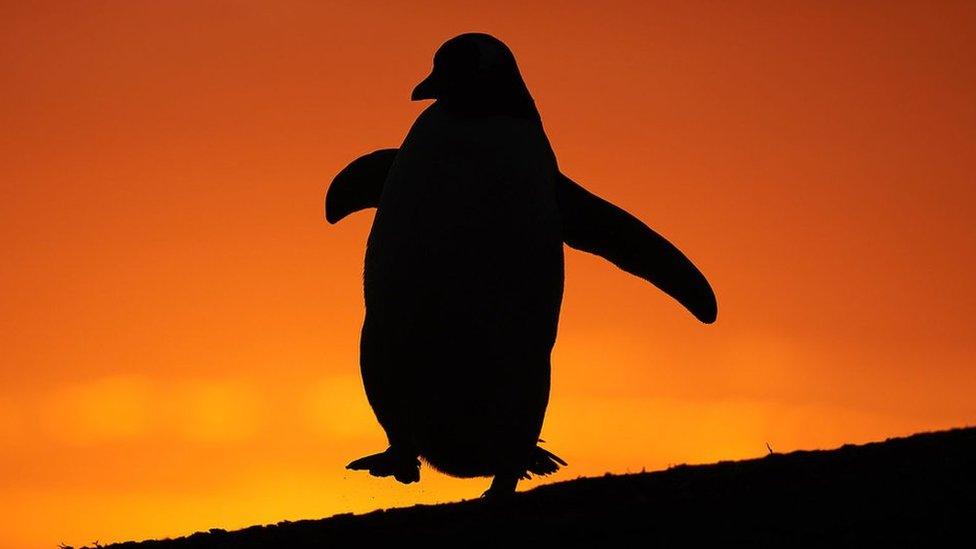 Gentoo penguin