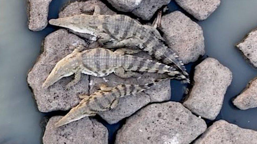 Crocodiles in Lake Baringo