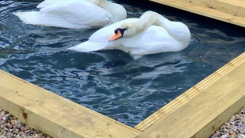 Stocky was shot at Chesterfield Canal