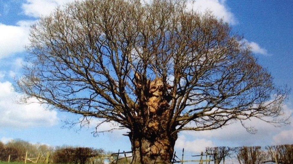 Pen y Maes Oak, Llansantffraid