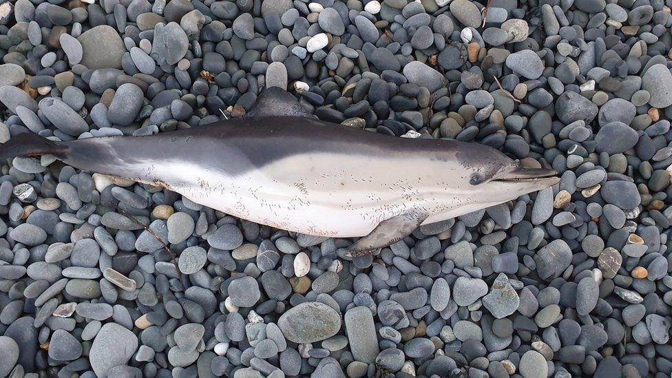 Both dolphins measured about 1.5m (59in) long