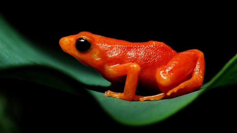 GOLDEN MANTELLA FROG