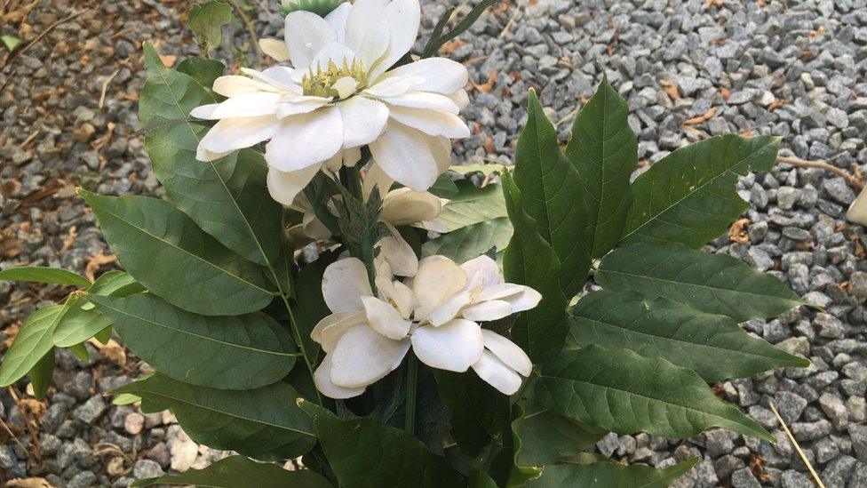 Flowers from the garden