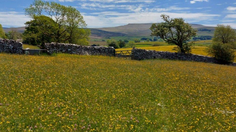 Bowberhead Farm meadow