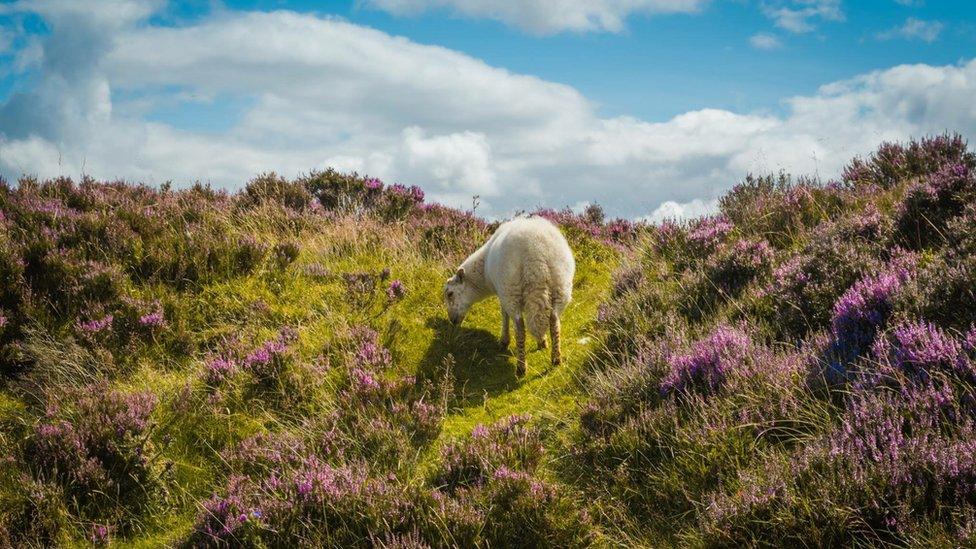 A sheep at the Keeper's Pond, Blaenavon