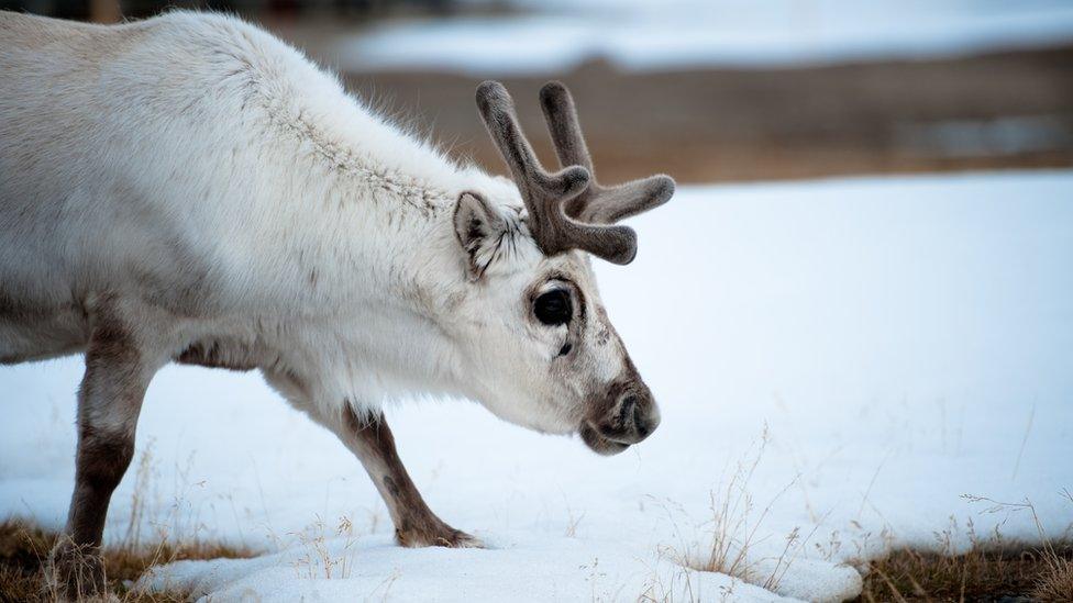 A reindeer walks on snow on June 4, 2010 in Ny-Alesund in the Svalbard archipelago.