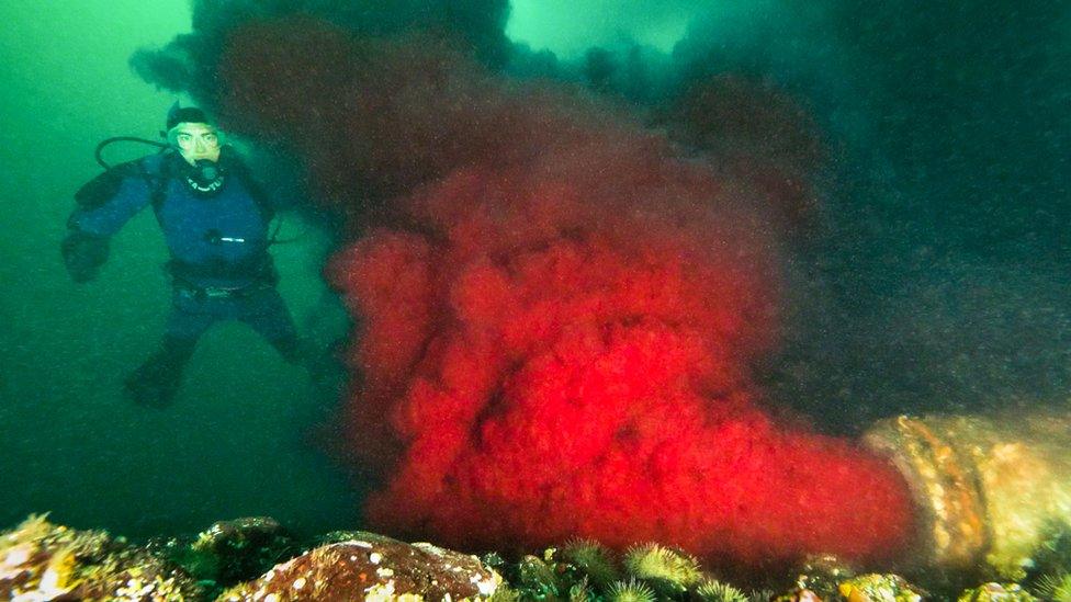 Photographer Tavish Campbell near the underwater effluent pipe