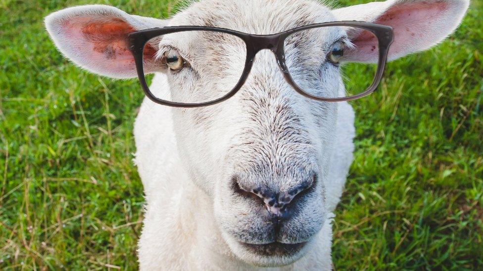 Sheep with glasses