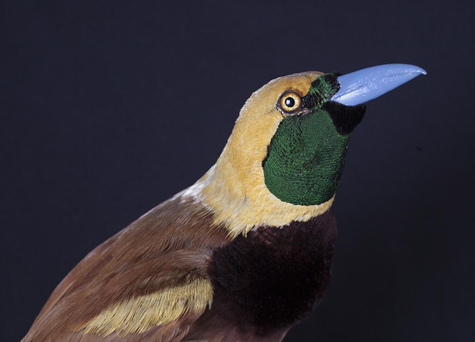 Raggiana Bird of paradise, Paradisaea raggiana © Trustees of NHM, London