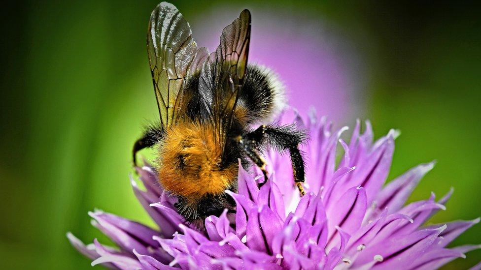 bee-and-flower.