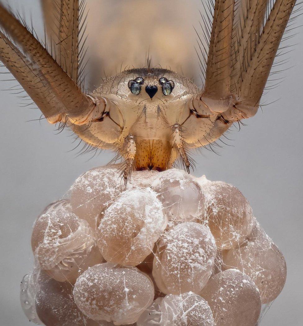 Cellar spider