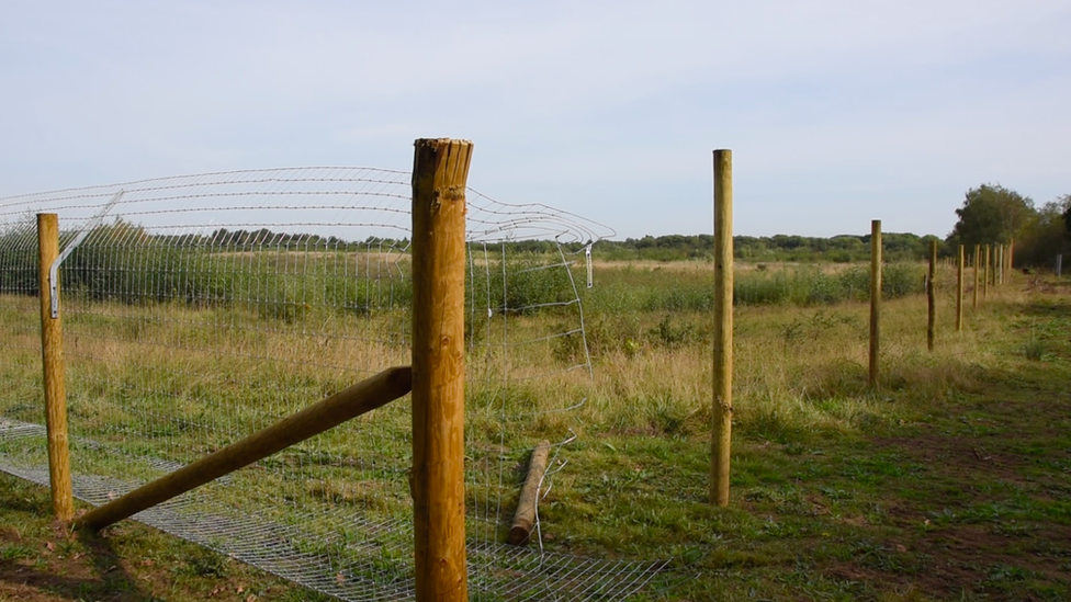 Enclosure for beavers