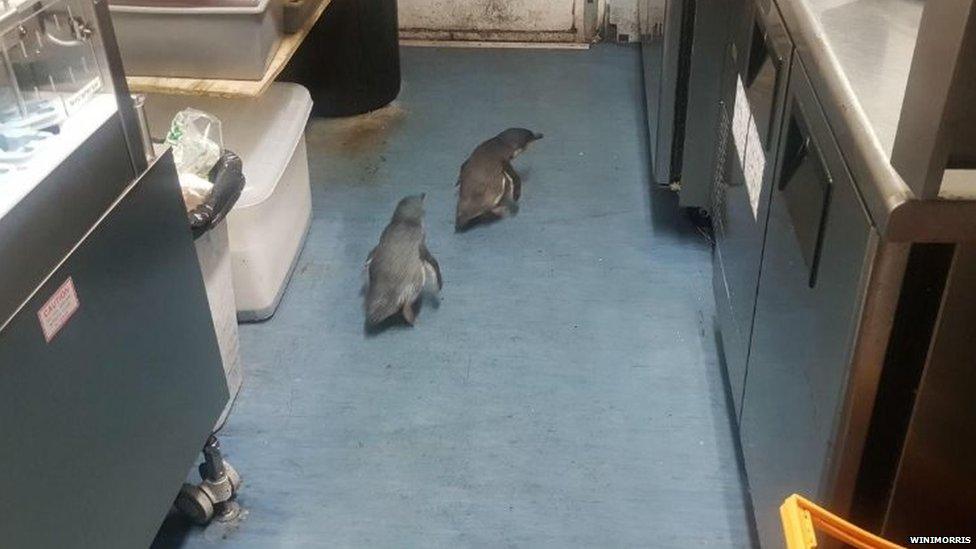 Two-cheeky-little-penguins-nest-in-a-sushi-shop.