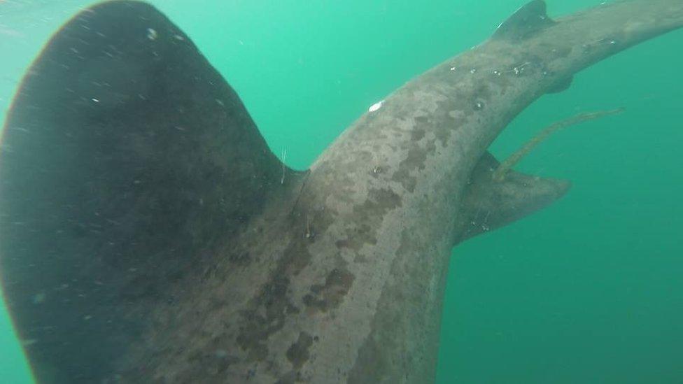 Basking shark by Craig Whalley