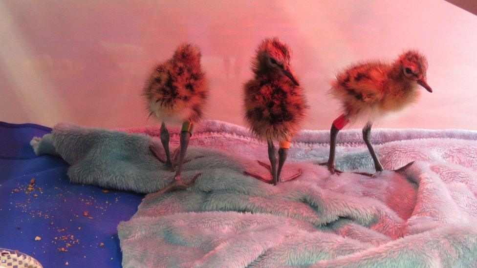 Godwit chicks in hatchery