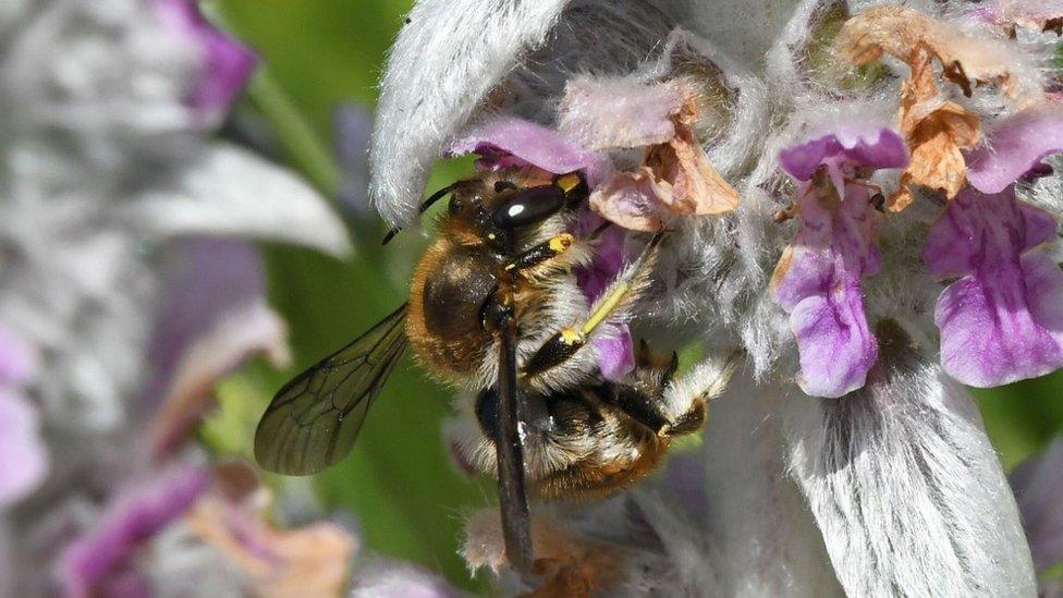 Wool carder bee