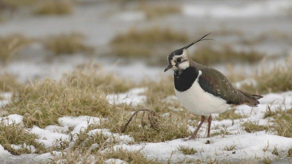 Lapwing