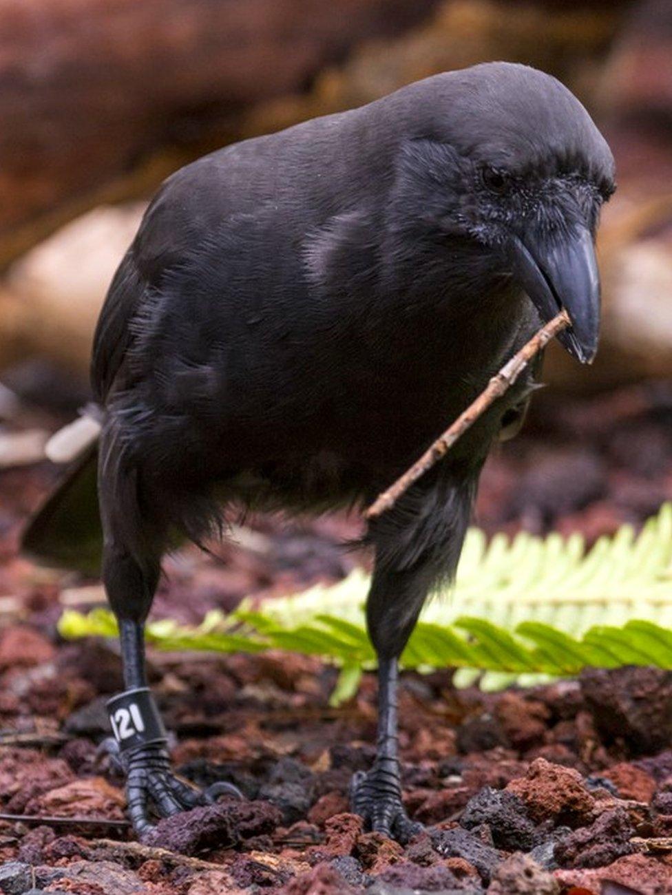 Hawaiian crow (c) Lisa Bissi/San Diego Zoo