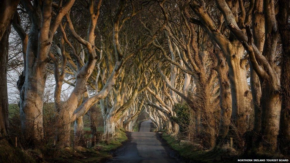 Bregagh Road in County Antrim, Northern Ireland made famous by Game of Thrones.