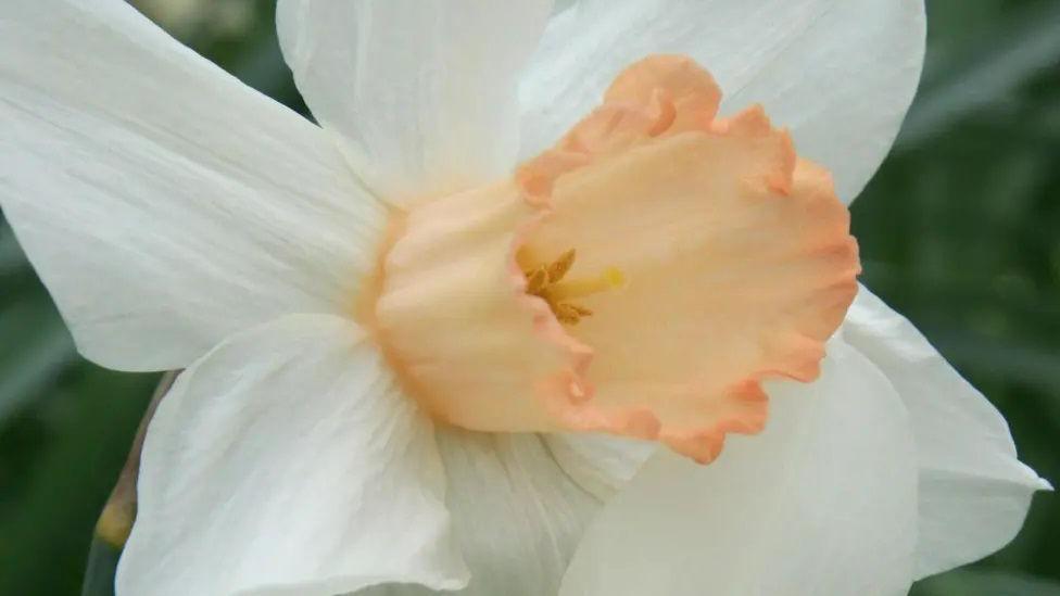 Mrs R O Backhouse daffodil