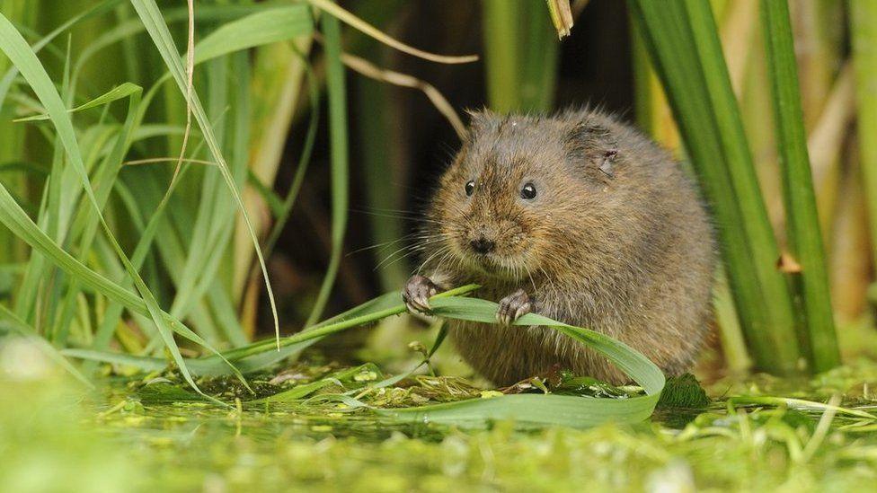 A water vole on the water edge holding a blade of grass, with reeds behind it