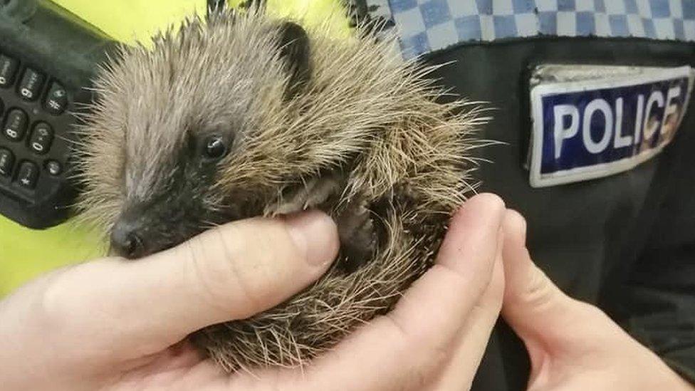 Officer with a hedgehog