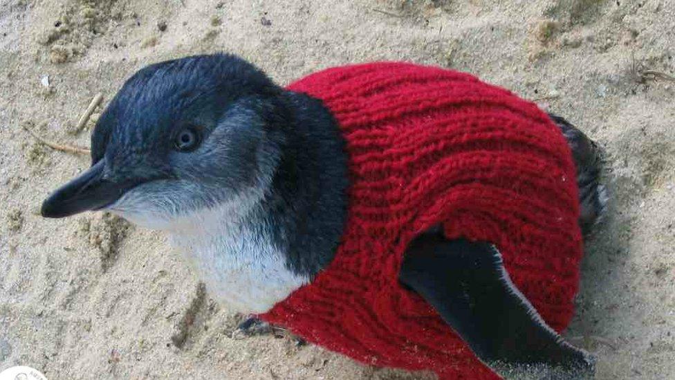 penguin-in-jumper.