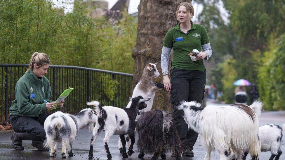 Pygmy-goats.