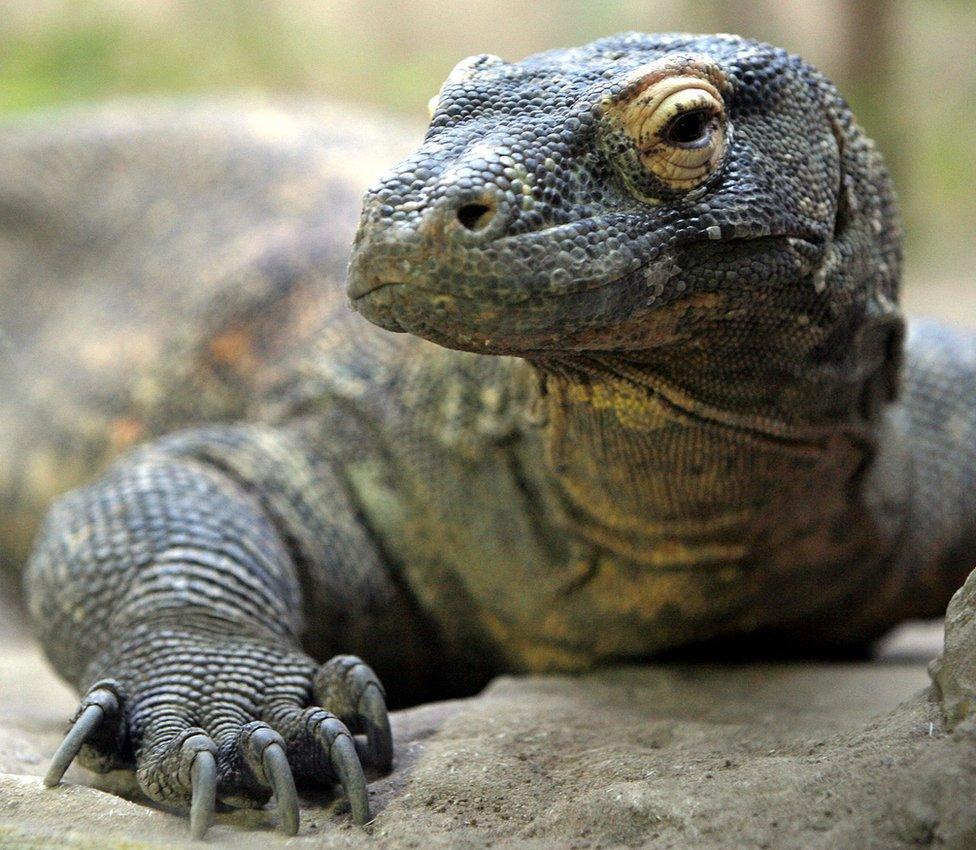 A Komodo dragon