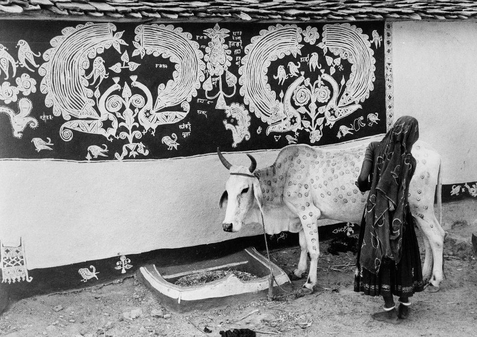 A woman from the Meena community decorating a bullock for the Govardhan festival (Rajasthan), 1969