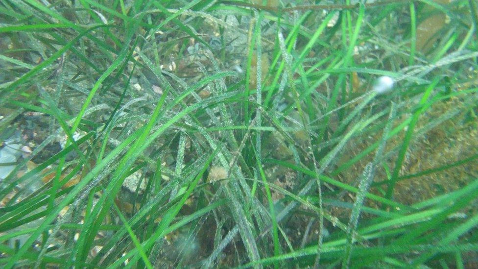 Eel grass