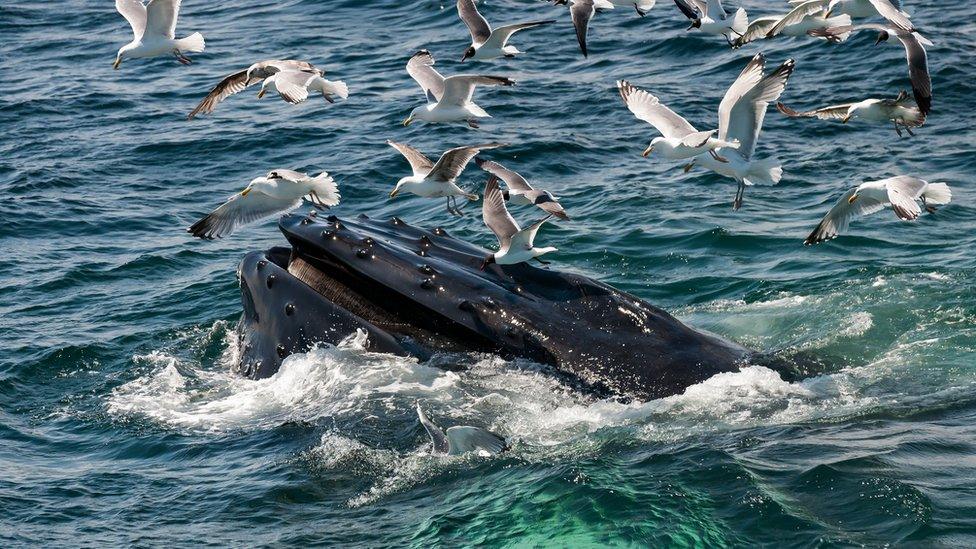 Humpback whale.