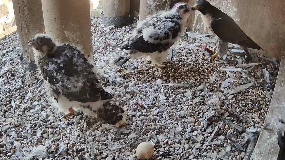 Chicks being fed