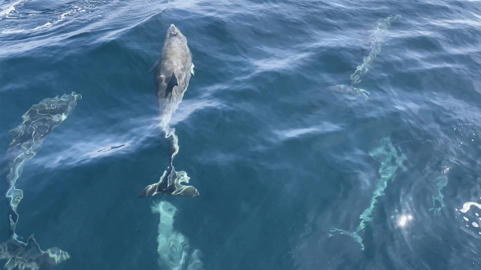 Group of dolphins swimming in Cardigan Bay as one is seen to defecate while on the move