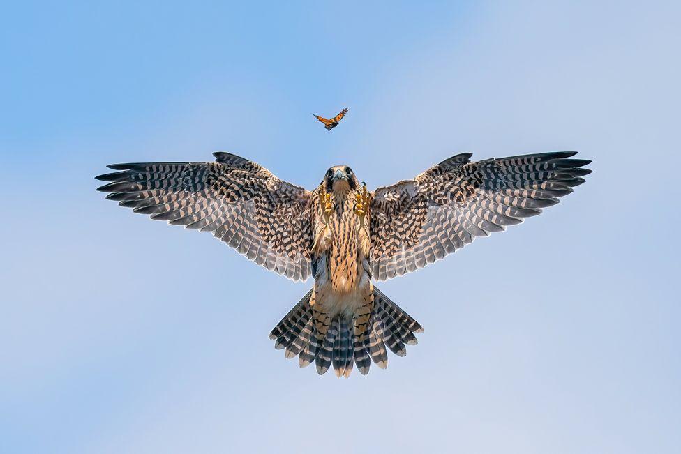 Peregrine Falcon chasing a butterfly in Southern California, United States.