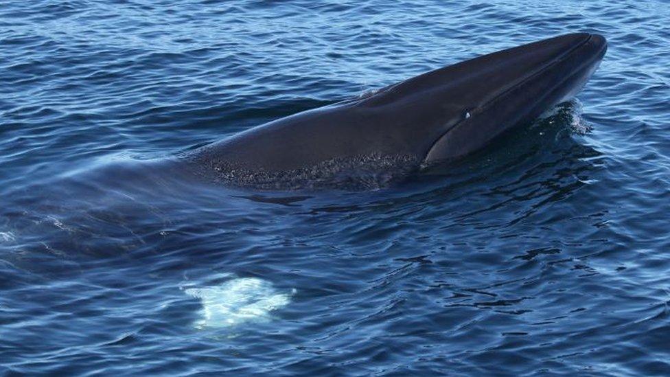 Minke whale