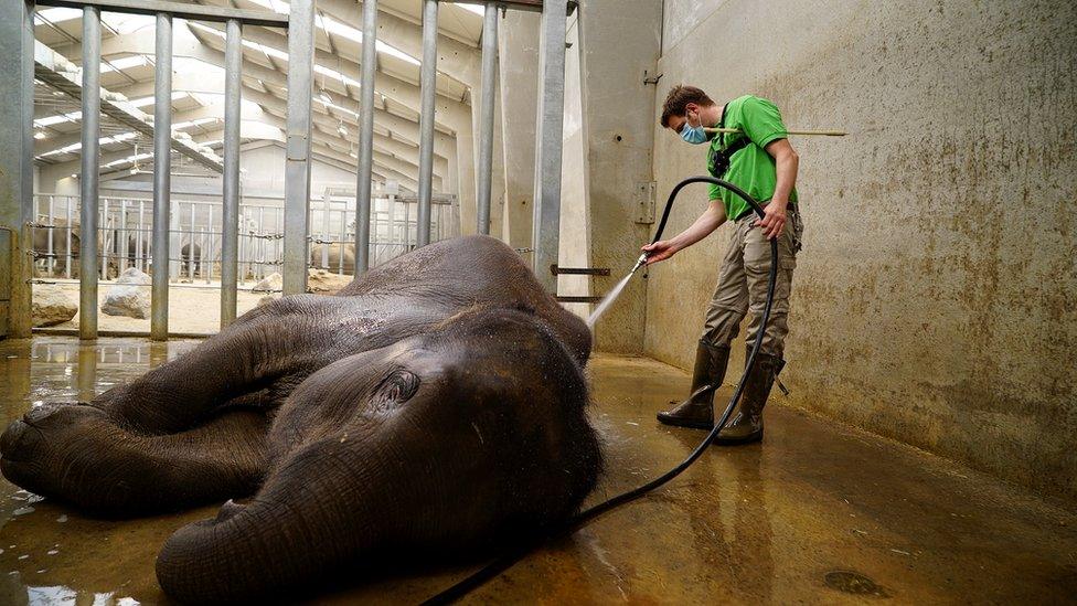 Elephant has shower at Park Pairi Daiza