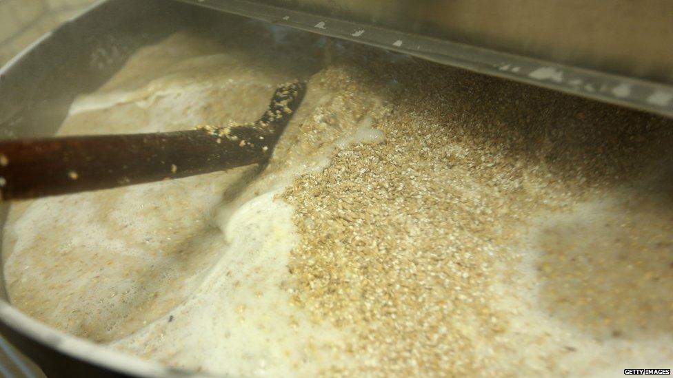 Malted barley being used to make beer