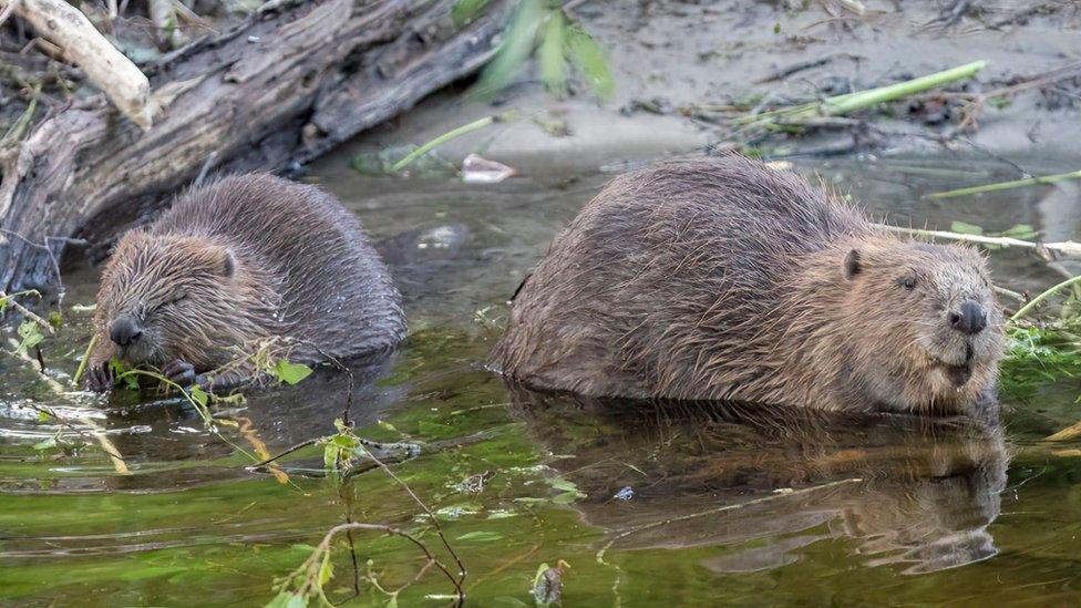 Two beavers standing in the water