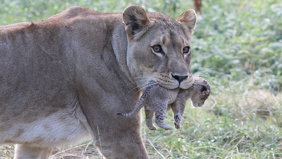 An African lion, holding a cub in its mouth, pictured against a grassy background.