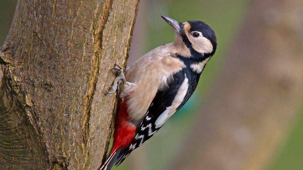 Great spotted woodpecker