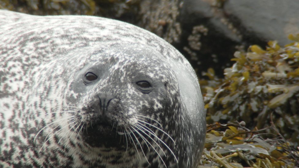 harbour seal