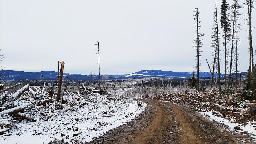 Deforestation in Canada