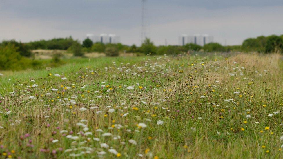 Swanscombe marshes