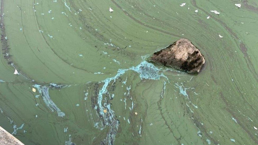 toxic algae found in lake