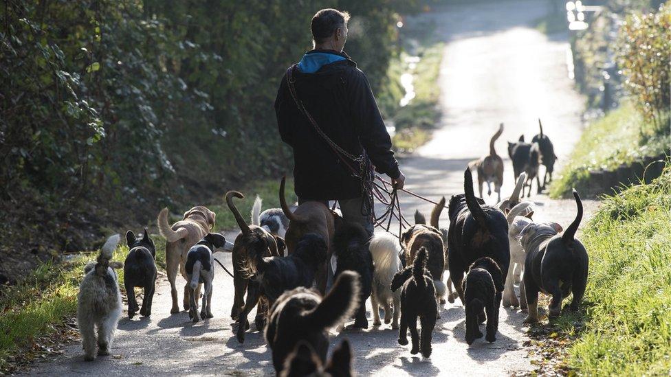 Dogs going for a walk