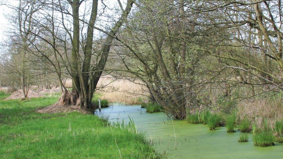 Askham Bog